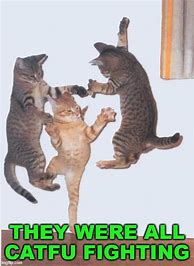 Image result for Jumping Cat Meme