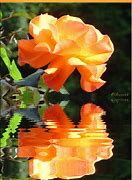 Image result for Yellow Pink Roses