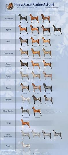 Horse coat colors chart by Aomori on DeviantArt