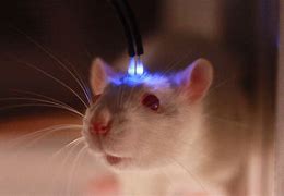 Image result for Autism Mouse Social Thalamus