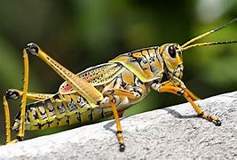 Image result for Real Giant Grasshopper