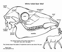 Image result for Animal Jawbone