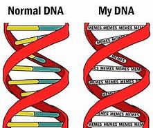 Image result for Protect DNA Meme