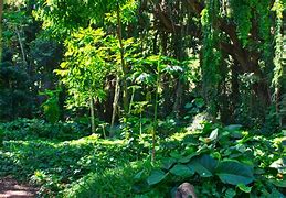Image result for Jungle Nature Tropical Photography Vines