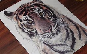 Image result for Drawn Tiger