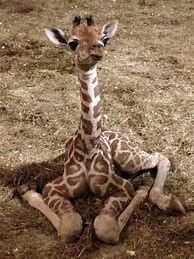 Image result for Adorable Baby Giraffe