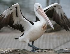 Image result for Pelicans Logo Clear Background