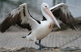 Image result for Pelicans Logo Clear Background