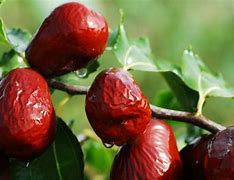 Image result for Chinese Apple Juju