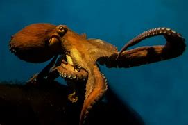 Image result for The Largest Octopus