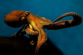 Image result for Giant Pacific Octopus Icon