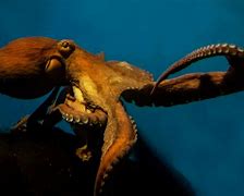 Image result for The Biggest Octopus Living