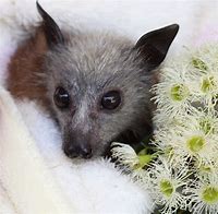 Image result for Flying Fox Bat Pups