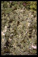 Image result for Mentha rotundifolia Variegata