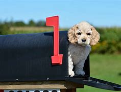 Image result for Dog Mailman