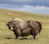 Image result for Mongolian Yak