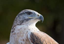 Image result for Arizona Hawks