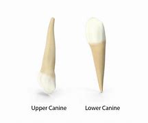 Image result for Canine Teeth Human