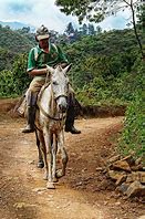 Image result for Campesino Alina