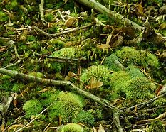 Image result for Leucobryum Albidum