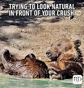 Image result for Funny Animal Memes About Life