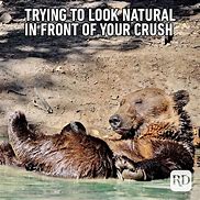 Image result for Funny Bear Puns