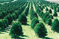 Image result for NHRA Christmas Tree