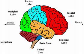 Image result for Brain Vibration