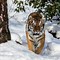 Image result for Siberian Tiger Food Chain