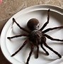 Image result for Goliath Spider Compared to Human