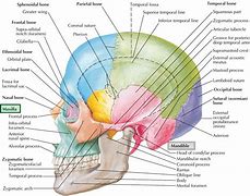 Image result for Mandibular Fossa Bone