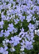 Image result for Viola cornuta Boughton Blue