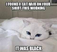 Image result for White Cat-Sitting Meme