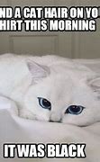 Image result for White Cat Why Meme