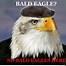 Image result for NY Eagle Memes