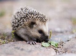 Image result for hedgehog