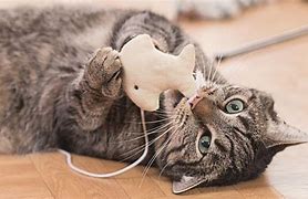 Image result for I Want a Cat Toys