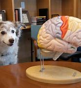 Image result for Pea Brain Dog