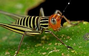 Image result for Brown Cricket Insect