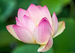 Image result for Lotus Flower Photography