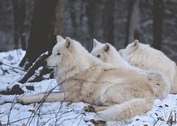 Image result for Arctic Wolves GIF