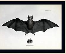 Image result for Old Bat Paintings