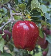 Image result for Red Deliciouz Apple