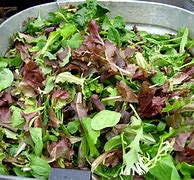 Image result for Baby Salad Greens Coloured Mesclun