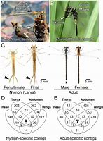 Image result for DamselFly Life Cycle