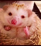 Image result for Fat Baby Hedgehog