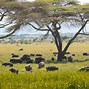 Image result for Masai Mara Kenya