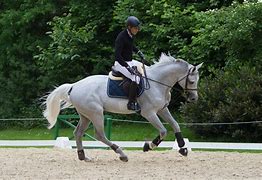 Image result for Grey Horse Jumping