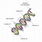 Image result for Chromosome DNA Gene Allele