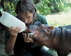 Image result for Bronx Zoo Hippo